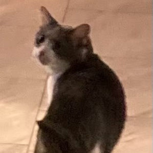 Meet your Posher, Ella